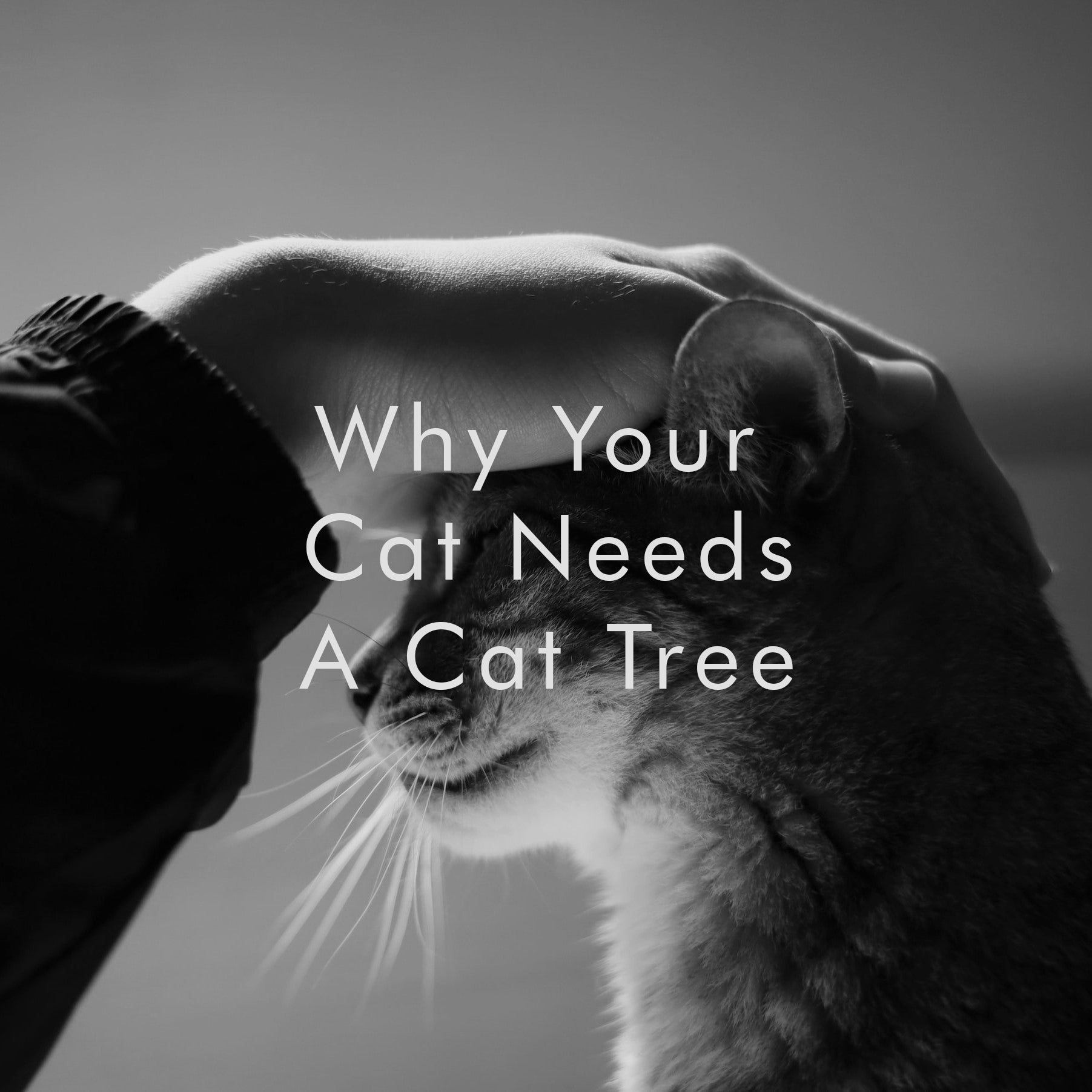 Why Your Cat Needs A Cat Tree